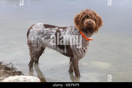 Wire-haired grifone di puntamento o Korthals in piedi in acqua Foto Stock