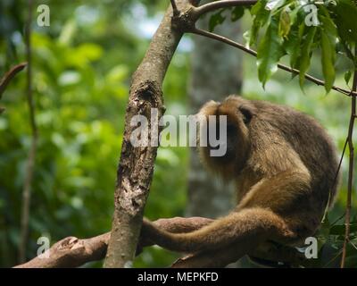 Scimmia Urlatrice in appoggio il baldacchino della foresta pluviale Foto Stock