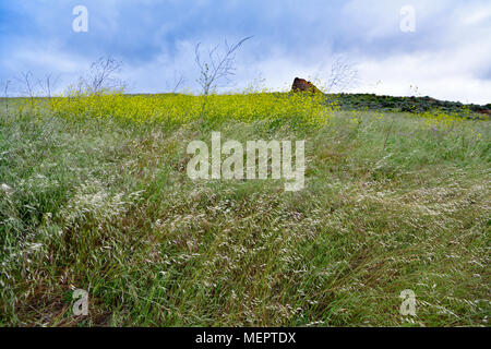 La bellezza naturale di Coyote Hill Parco Regionale, Fremont Foto Stock