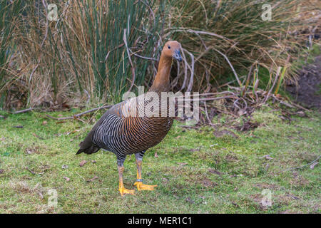 Ruddy oca con testa a Slimbridge Foto Stock