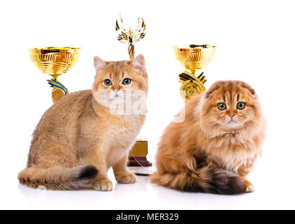 Oro cincillà. Ritratto di un liscio con capelli dritti e scozzese Scottish Fold gatto su sfondo bianco Foto Stock