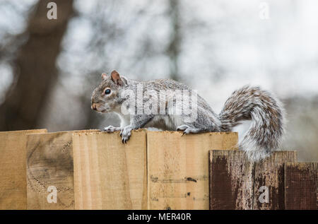 Scoiattolo grigio - Sciurus carolinensis Foto Stock