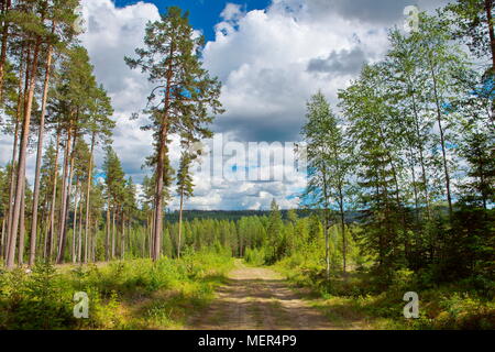 La strada forestale che conduce attraverso una diradata vecchi pineta nella parte anteriore della ricrescita gli alberi giovani su una soleggiata giornata estiva. Foto Stock