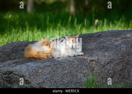 Ritratto di una con i capelli lunghi Gatto sdraiato in un giardino Foto Stock