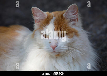 Ritratto di una con i capelli lunghi Gatto sdraiato in un giardino Foto Stock