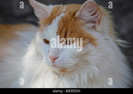 Ritratto di una con i capelli lunghi Gatto sdraiato in un giardino Foto Stock