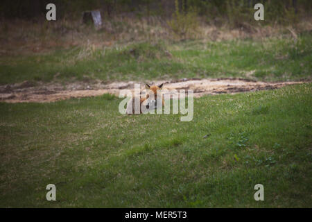 Un rosso volpe (Vulpes vulpes) sorge arroccato sul bordo di una foresta in un freddo giorno di inizio primavera. Foto Stock