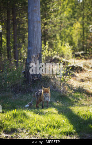 Red Fox (Vulpes vulpes vulpes) affetti da rogna Sarcoptic. Prato in corrispondenza di un bordo di una foresta su una soleggiata giornata estiva. Foto Stock