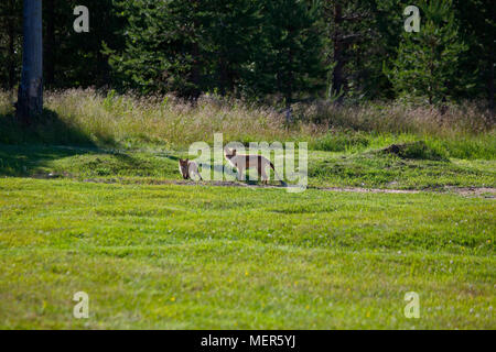 Red Fox (Vulpes vulpes vulpes) affetti da rogna Sarcoptic. Prato in corrispondenza di un bordo di una foresta su una soleggiata giornata estiva. Foto Stock