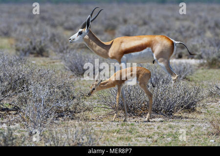 Springboks (Antidorcas marsupialis), maschi adulti e giovani, rovistando su praterie aride, il Parco Nazionale di Etosha, Namibia, Africa Foto Stock