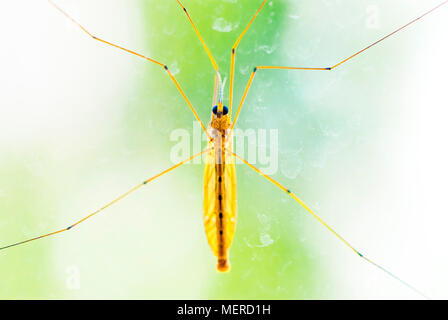 Grande mosquito seduto su una finestra dopo la pioggia. Foto Stock