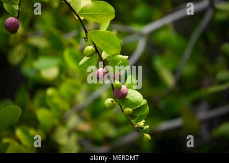 Seychelles- Coco Plum Foto Stock