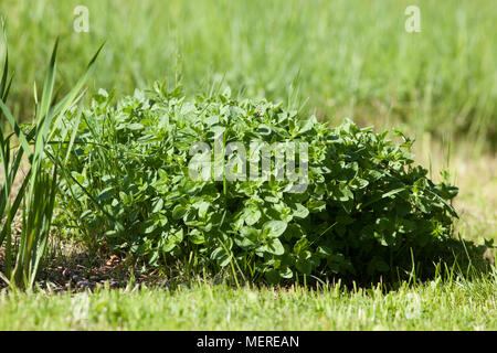 Origano, Kungsmynta (Origanum vulgare) Foto Stock