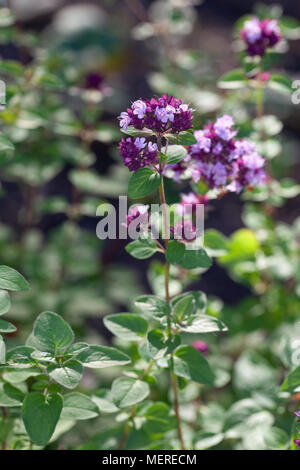 Origano, Kungsmynta (Origanum vulgare) Foto Stock