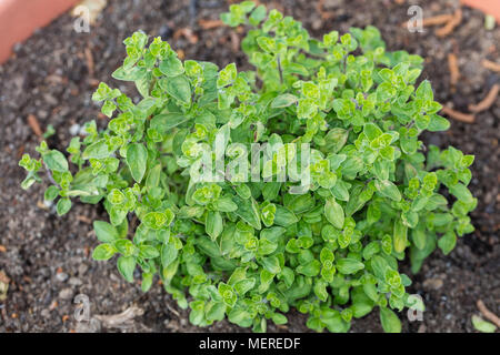 Origano, Kungsmynta (Origanum vulgare) Foto Stock