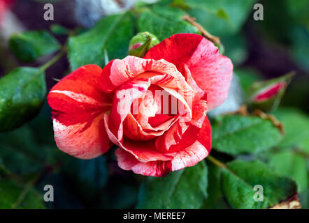 "Hanky Panky' Floribunda Rose, Floribundaros (rosa) Foto Stock