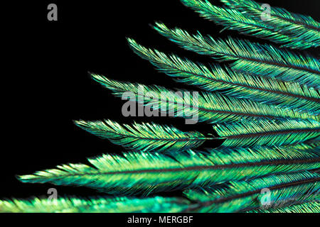 Chiudere l immagine della struttura di piume e colori dalle penne di coda di un indiano addomesticati peacock Pavo Cristatus. Lancashire England Regno Unito GB Foto Stock