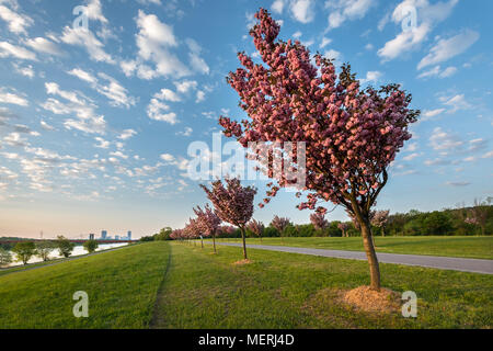 Ciliegi fioriti in giapponese park (Kirschenhain Donauinsel Vienna Austria) su una mattina di sole in primavera Foto Stock