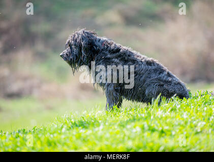 Cane nero coperto con foglie secche Foto Stock