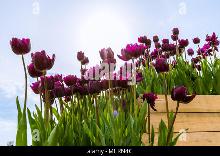 Viola scuro tulipani in un tulipano Farm in Chiliwack, BC, Canada Foto Stock