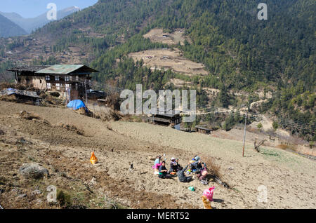 La gente la semina delle patate in campo, Haa Valley, Bhutan Foto Stock