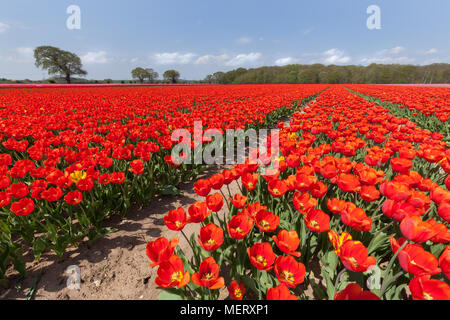 Rosso i campi di tulipani in primavera con un cielo azzurro e un po' di nuvole bianche. Terreni agricoli la coltivazione dei fiori Foto Stock