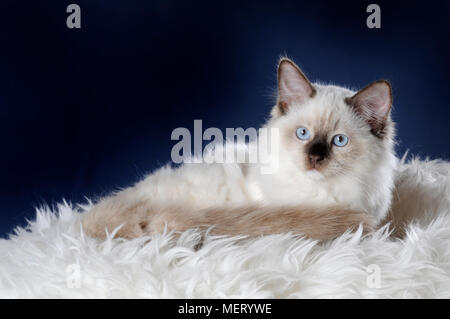 Ragdoll, giovane maschio cat Foto Stock