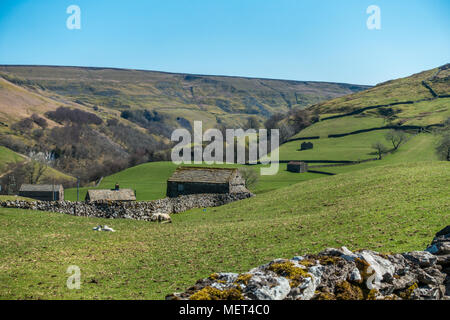 Un sacco di vecchi fienili in pietra in Swaledale, Yorkshire Dales campagna, REGNO UNITO Foto Stock