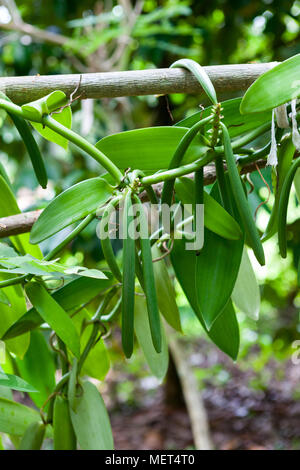 Impianto di vaniglia verde e baccelli di vaniglia nella piantagione su albero. All'esterno. Foto Stock