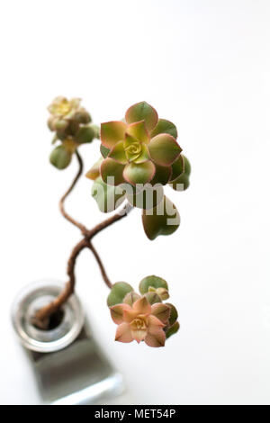 Aeonium kiwi piante succulente isolati su sfondo bianco Foto Stock