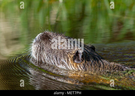 (Coypu Myocastor coypus) nuotare in un lago nella riserva naturale Moenchbruch vicino a Francoforte, Germania. Foto Stock