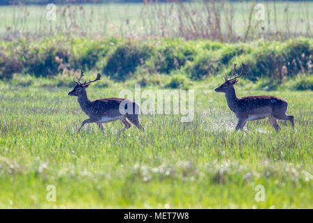 Due Daini (Dama Dama) in esecuzione su un prato allagato nella riserva naturale Moenchbruch vicino a Francoforte, Germania. Foto Stock