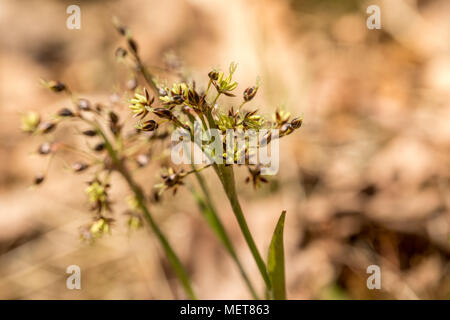 Hairy legno-rush, Luzula pilosa, fioritura in aprile. La Norvegia, l'Europa. Foto Stock
