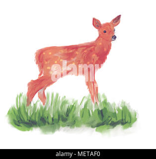 White-Tailed Deer Fawn in erba la pittura ad acquerello Foto Stock