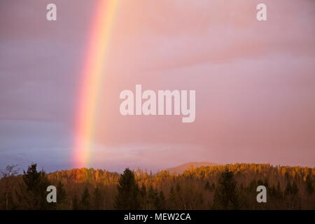 Doppio arcobaleno di fronte a un cielo rosa al tramonto in primavera Foto Stock