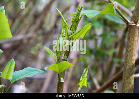 Giovani knotweed giapponese che cresce in giardino suburbano NEL REGNO UNITO Foto Stock