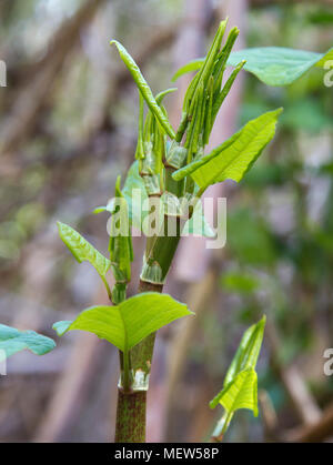 Giovani knotweed giapponese che cresce in giardino suburbano NEL REGNO UNITO Foto Stock