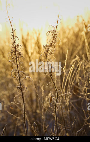 Coperto di brina appassiti erbe e gli steli di fireweed sono illuminati da basso sole invernale. Foto Stock