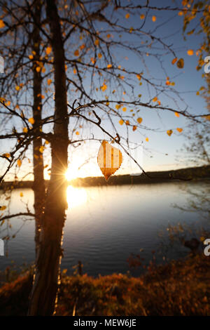 Il sole illumina le ultime foglie gialle aggrappato a un vecchio albero di betulla. Le tranquille acque del lago nel sud della Lapponia riflette il golden sh Foto Stock