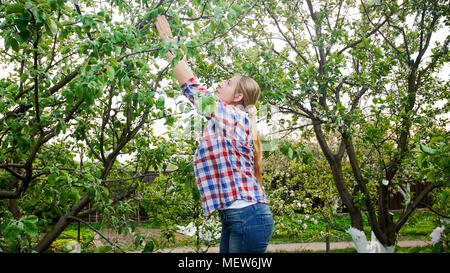 Bella giovane donna il raggiungimento di alte ramo su melo in Orchard Foto Stock