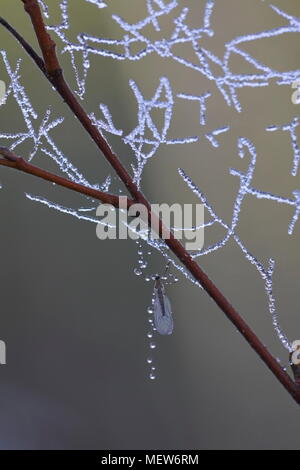 Congelati gocce di rugiada sono aggrappati a una ragnatela in una fredda mattina di autunno. Foto Stock