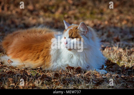 Ritratto di una con i capelli lunghi Gatto sdraiato in un giardino Foto Stock