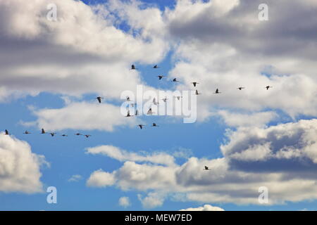 Gru comune (grus grus) sono lievitati attraverso il cielo in una giornata di sole in primavera. Foto Stock