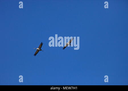 Gru comune (grus grus) sono lievitati attraverso il cielo in una giornata di sole in primavera. Foto Stock