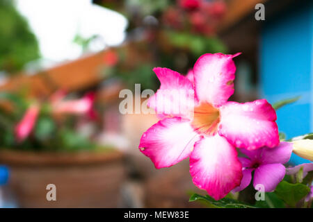 Azalea colore rosa fiori dopo la pioggia sullo sfondo Foto Stock