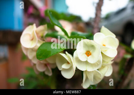 Bianco fresco poi Sian fiori dopo la pioggia Foto Stock