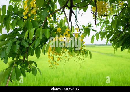 Moltiplicare o Ratchaphruek fiori (Dok koon) in Thailandia di solito fiorisce in estate con pioggia e dello sfondo dei campi Foto Stock