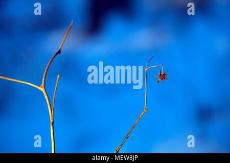 Una stella di fiori appassiti seduto su di una levetta su una soleggiata giornata invernale. Foto Stock