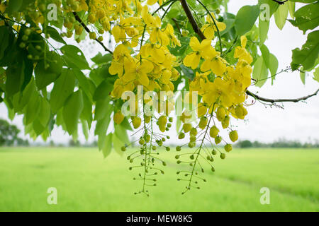 Moltiplicare o Ratchaphruek fiori (Dok koon) in Thailandia di solito fiorisce in estate con pioggia e dello sfondo dei campi Foto Stock