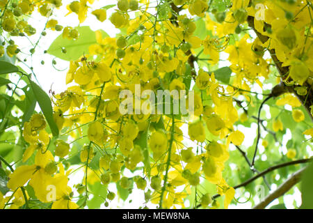 Moltiplicare o Ratchaphruek fiori (Dok koon) in Thailandia di solito fiorisce in estate con pioggia Foto Stock